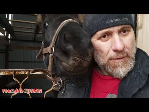 Видео: Глистовал Кобылу ,одели Недоуздок, прогулка, Лахиб,работа на доверие.