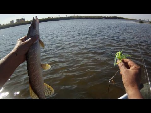 Видео: Ловля щуки мелководья на спиннербейт Megabass V-Flat.Pike Fishing.