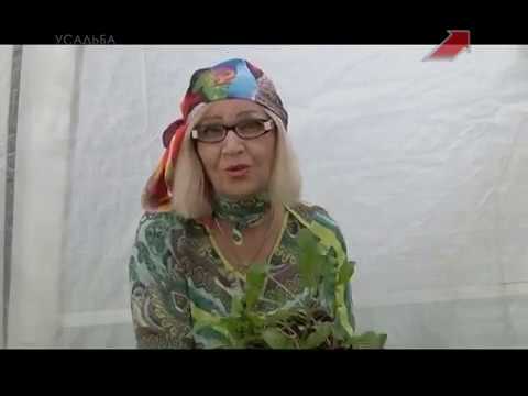 Видео: Лучки Пучки.  Серия 256.  Высадка рассады зелени в теплицу.