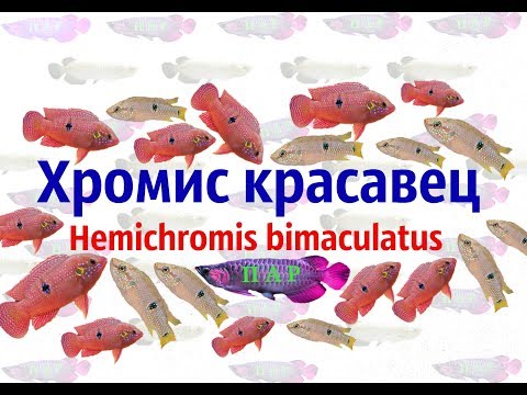 Видео: Хромис красавец .Hemichromis bimaculatus