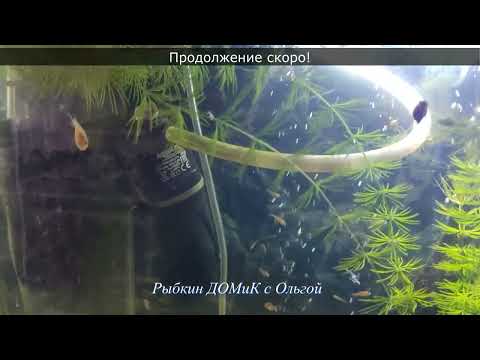 Видео: КОМЕТЫ - ОТ ИКРИНКИ ДО МАЛЬКА. Как рождаются рыбы из икринок?