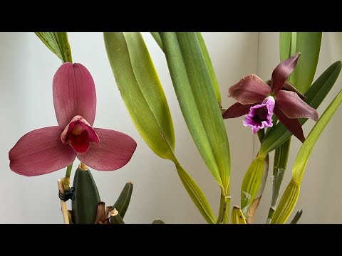 Видео: Цветение орхидей в июне 2025