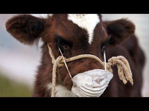 Видео: ТАБОБАТ  ЛИЧЕНИ БЕМОРИ  ТЕЛЕРИОЗ ( КАНА КАСАЛ Ё КАСАЛИ ХУН Ё  ХЕЧАКДАРД 🐄🐐🐑⚘️