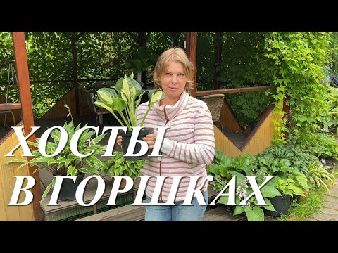 Видео: Хосты в горшках, секреты и ошибки выращивания