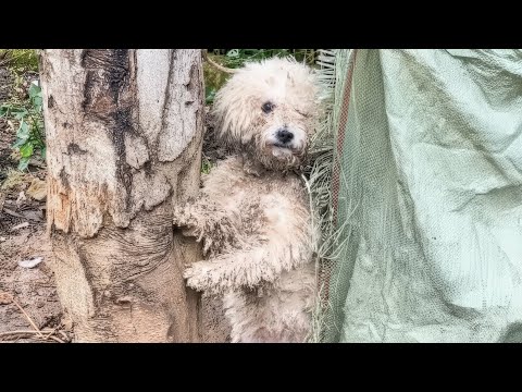 Видео: Прикованный в грязи, этот забытый пес сделал то, чего спасатели никогда не видели
