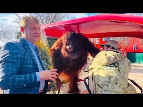 Видео: Олег Зубков и орангутан Дана КАТАЮТСЯ на МАШИНЕ и поздравляют коллектив))