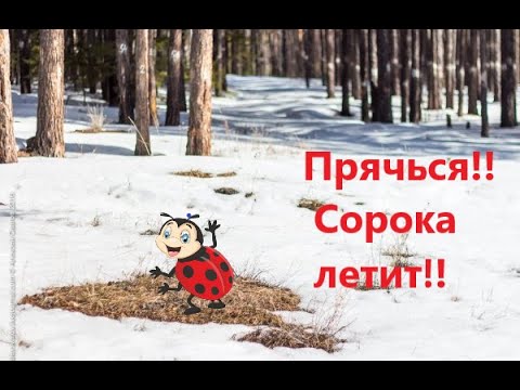 Видео: Николай Сладков "Чья проталина"