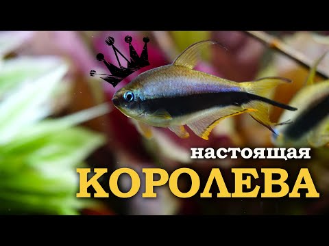 Видео: Тетра Пальмери. Настоящая королева аквариума.