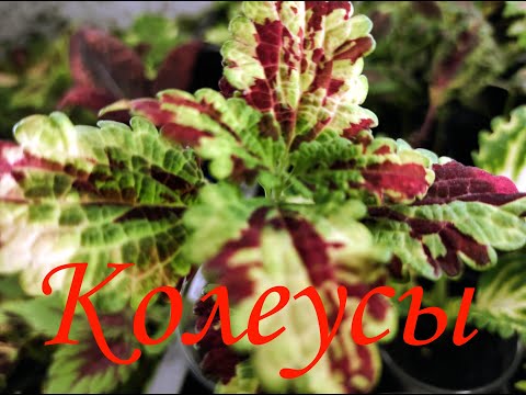 Видео: Колеусы в конце ноября, немного о сортах и о содержании.