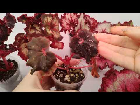 Видео: Бегонии LeRex (часть 1).