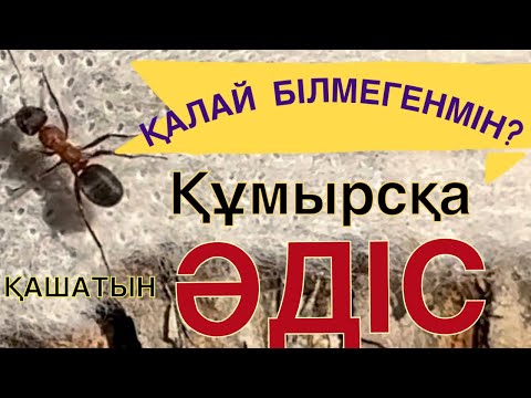 Видео: Бұл әдістен құмырсқа қашады. Как защитить деревья от муравьев и тли #құмырсқа #көктем