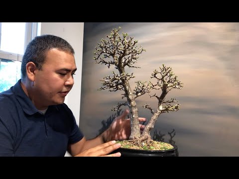 Видео: Дефолиация портулакарии афра (карликового толстянки) от Little Jade Bonsai