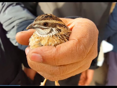 Видео: Тошкент қуш бозори: Беданалар-Перепела 28.12.19 Tashkent bird market