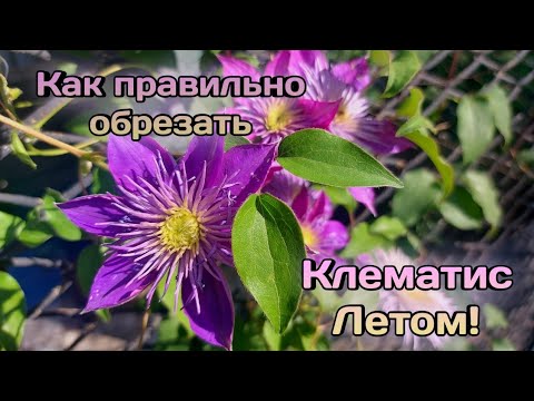 Видео: Правильная обрезка клематисов летом!