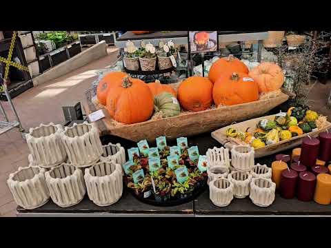 Видео: Осень 🍂 🍁 в цветочном магазине 