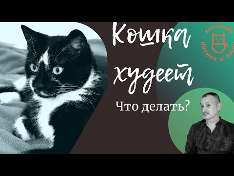 Видео: Кошка худеет. Плохо ест. Что делать?