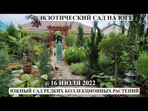 Видео: ОБЗОР САДА 16 ИЮЛЯ 2022 С ЦВЕТАМИ Мой цветущий ЮЖНЫЙ САД редких коллекционных растений!