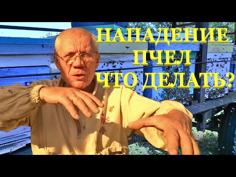 Видео: Напад пчел осенью Вовремя приехал на пасеку Как остановить напад пчел