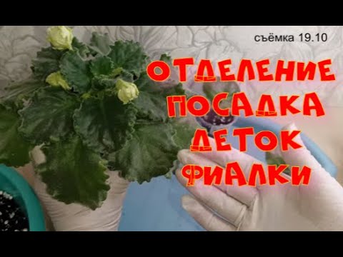 Видео: Отделение и посадка Деток! Кристатность Фиалок! Эксперимент!#цветы #фиалки #plants #flowers