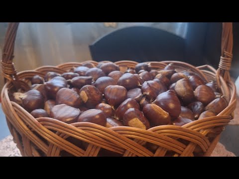 Видео: Сегодня собираем каштаны🤗
