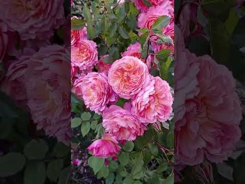 Видео: 🌹Изумительно красивая роза Роз де Жерберуа.Massad.🌹❤️🏡 Всё о розе -ниже в описании.⬇️