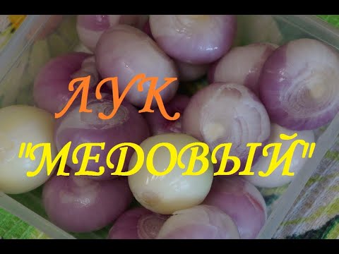 Видео: Лук "Медовый"