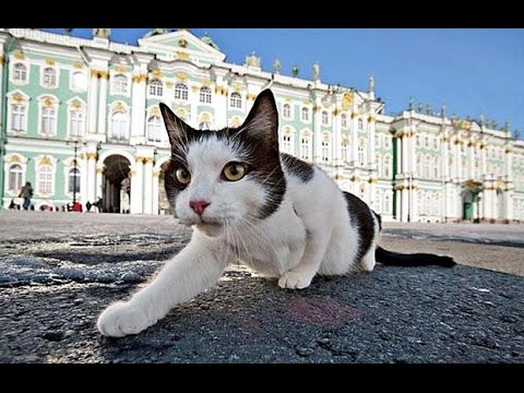 Видео: "Хвостатая гвардия Петербурга"