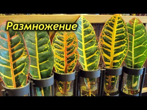 Видео: Способы успешного размножения Кротона. Как правильно размножать Кротон.