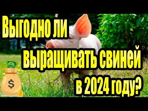 Видео: Выгодно ли свиноводство в 2024 году?