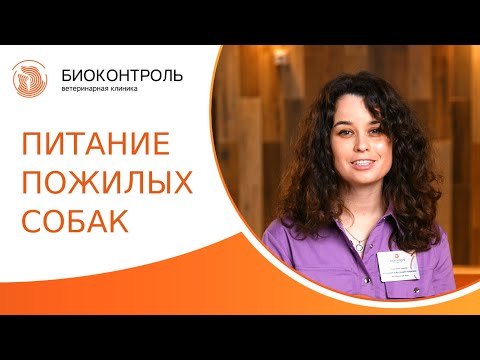 Видео: 🍖 Питание пожилых собак: какой рацион и какой корм нужен для пожилых собак? Корм для пожилых собак.