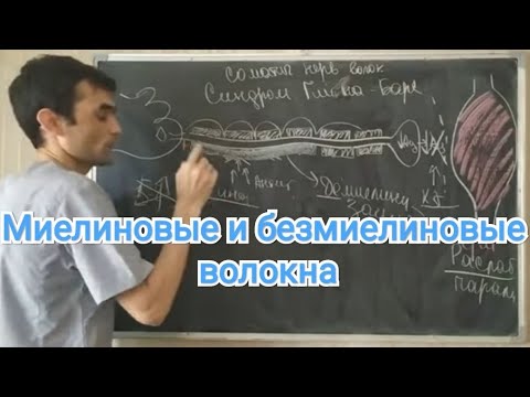 Видео: Физиология ЦНС. Миелиновые и безмиелиновые нервные волокна.