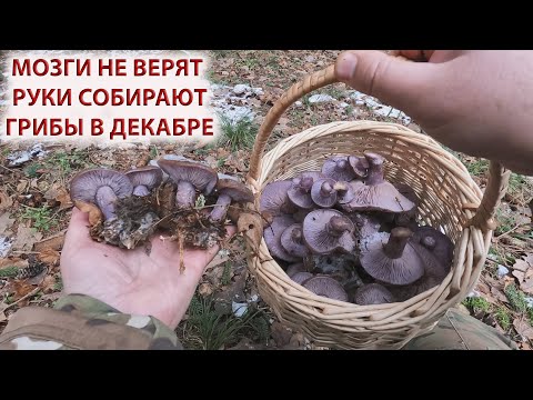 Видео: ❗ МОЗГИ НЕ ВЕРЯТ а РУКИ СОБИРАЮТ ГРИБЫ в ДЕКАБРЕ 2024 в ПОДМОСКОВЬЕ👉РЯДОВКА ФИОЛЕТОВАЯ