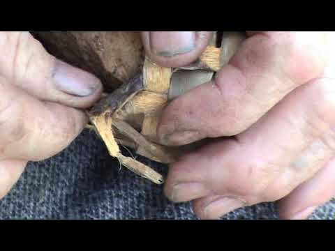 Видео: Как плести старинную обувь. Лыковые лапти с. Преображеновка Добровский район. Часть 1.