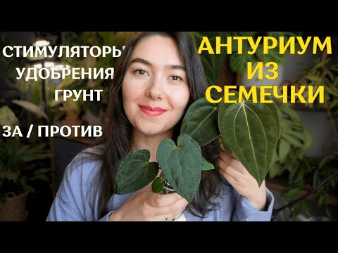Видео: ВЫРАЩИВАНИЕ антуриумов ИЗ СЕМЯН 🌿 МОЙ опыт 🌿 ПЛЮСЫ и МИНУСЫ