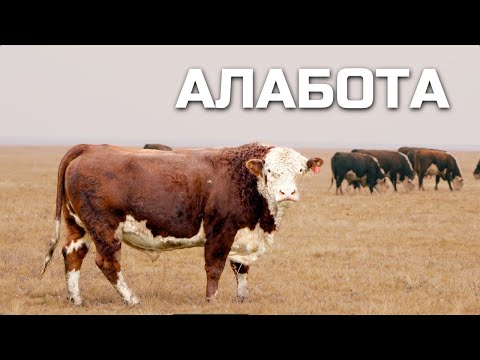 Видео: Alabota GCK - родина Qazaq Aqbas