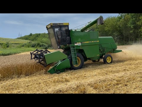 Видео: Яра пшениця , сипле як ніколи