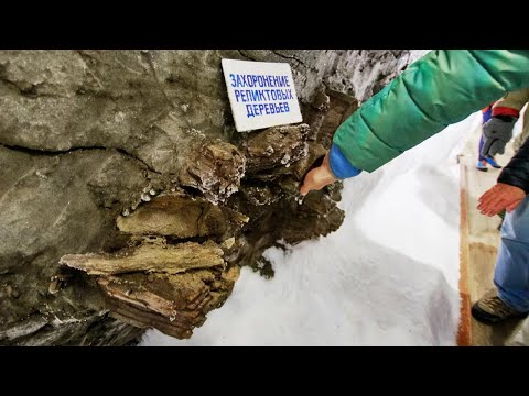 Видео: Древние деревья, мамонты в вечной мерзлоте. Окаменевшие деревья