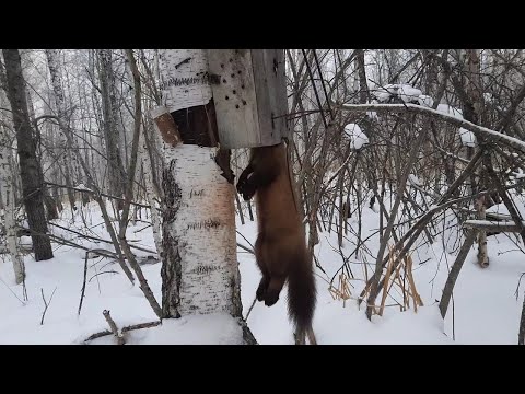 Видео: Проверка полупутика и опять удача куница в ящике.