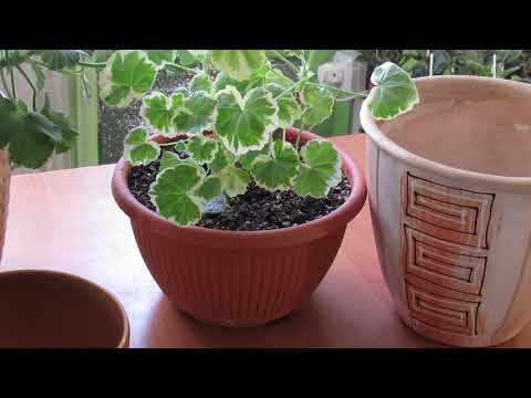 Видео: КАК ПОДОБРАТЬ ГОРШОК ДЛЯ ГЕРАНИ. Оптимальный размер