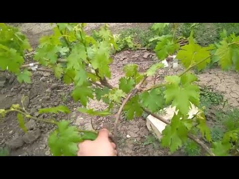 Видео: Нормировка винограда побегами