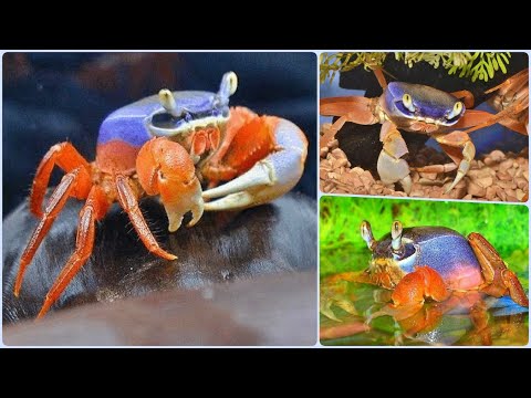 Видео: Радужный Краб - красавчик среди крабов