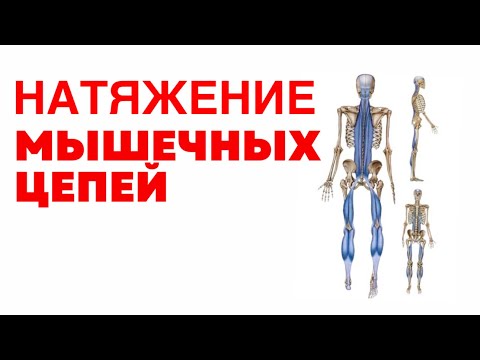 Видео: Как тело реагирует на натяжение мышечных цепей
