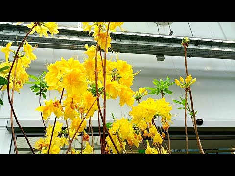 Видео: 🍃Бауцентр🍃Цветущие Садовые 🍃Красота❤🌷❤
