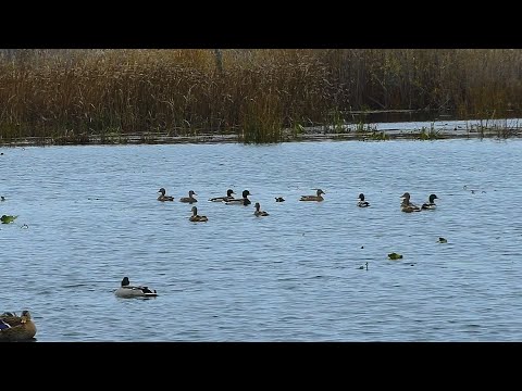 Видео: ОСЕННЯЯ ОХОТА НА УТКУ С ПОДСАДНЫМИ! ДОБЫТО МНОГО КРЯКВЫ!!! ШИКАРНО ПООХОТИЛИСЬ!!!!!!!!!!!!!!!!!!!!!!