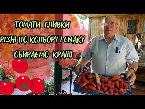 Видео: Томати сливки різні по кольору і смаку. Обираємо кращі!