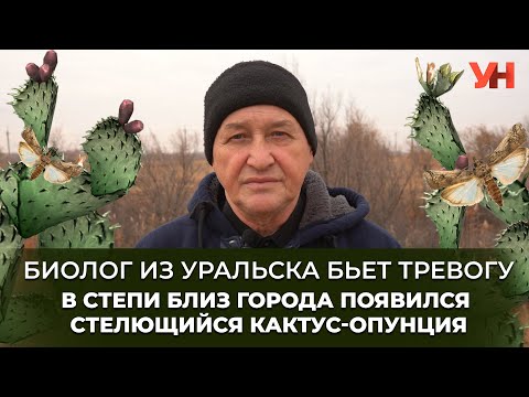 Видео: Биолог из Уральска бьет тревогу – в степи близ города появился стелющийся кактус-опунция