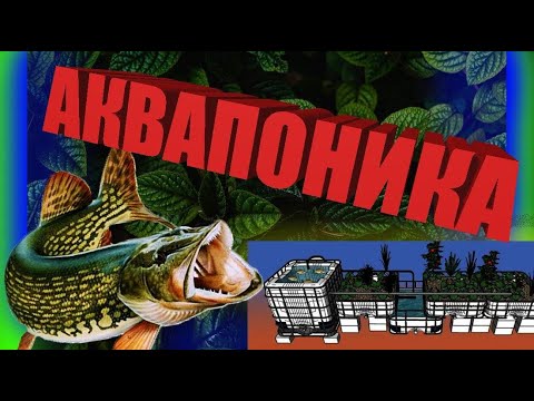 Видео: Что такое аквапоника?