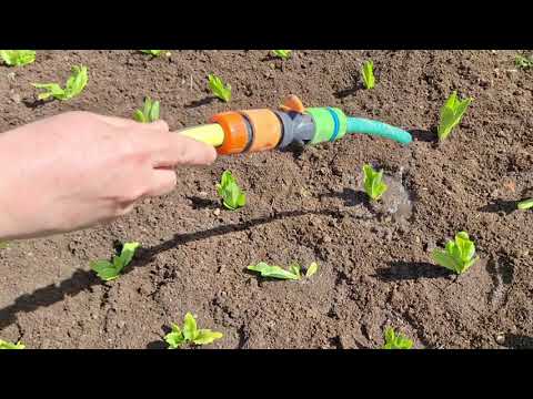 Видео: Разсаждане на маруля