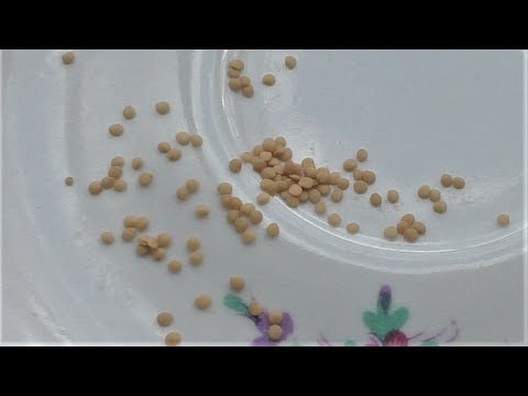 Видео: Сею физалис на рассаду