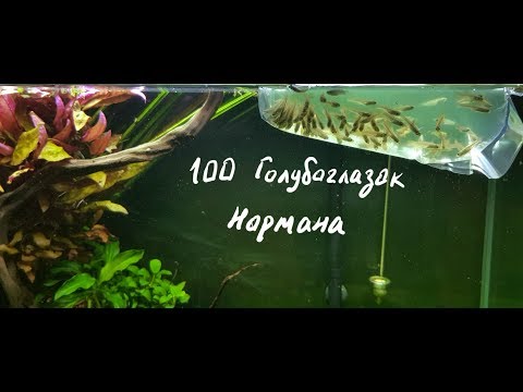 Видео: 100 Голубоглазок Нормана